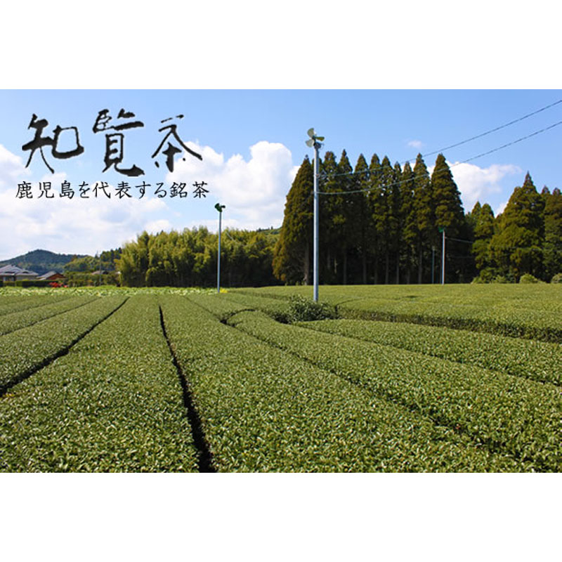知覧茶 知覧茶