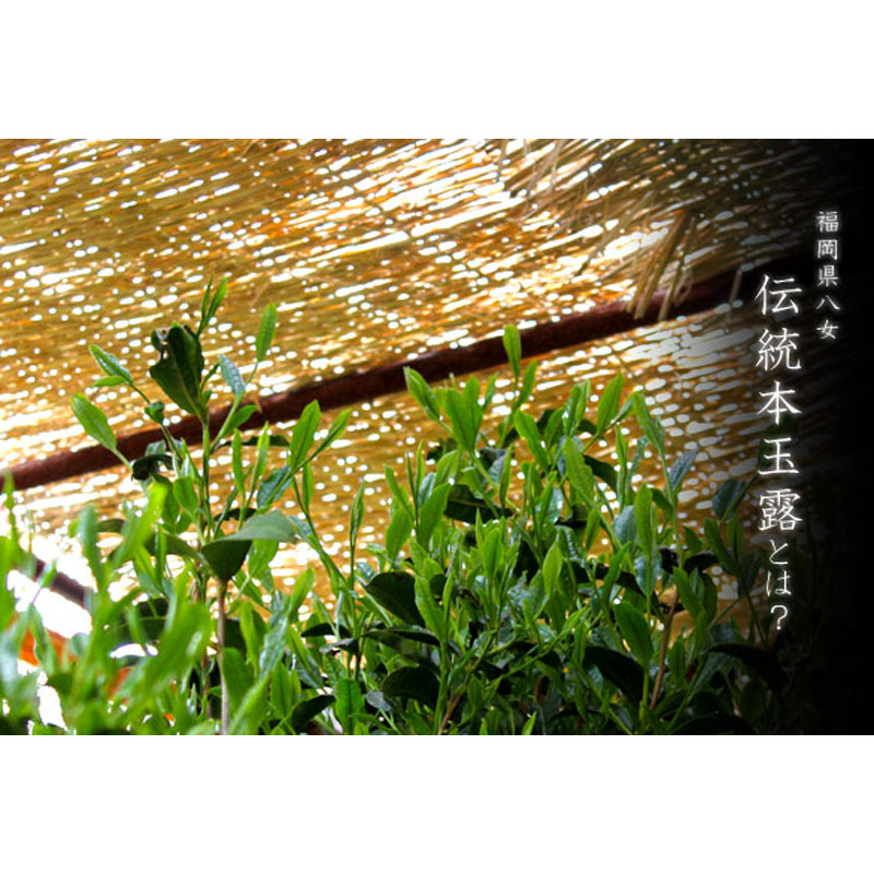 八女伝統本玉露 八女伝統本玉露